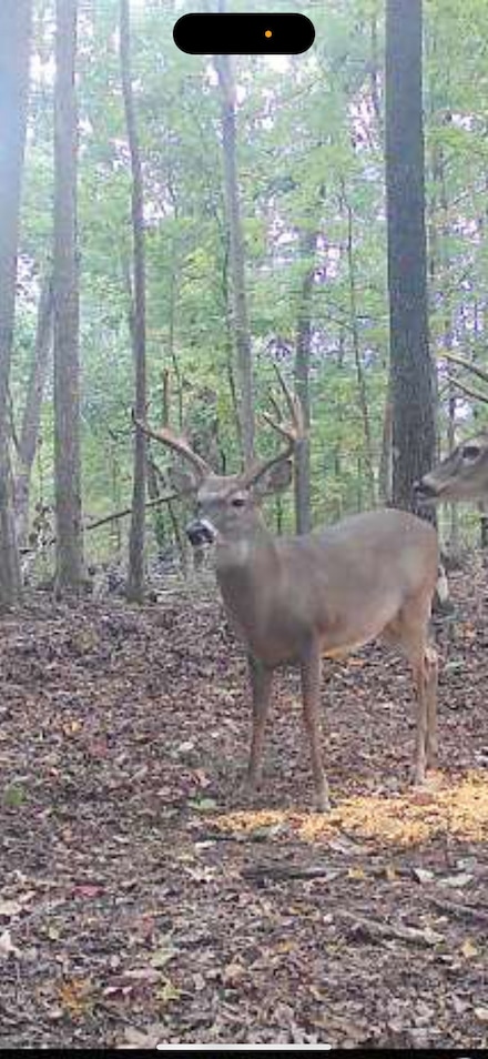 0 Rose Hill Rd, Pulaski, TN 38478
