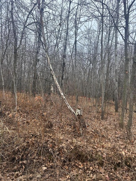 TBDx Golf Course Dr, Cushing Township, MN 56475