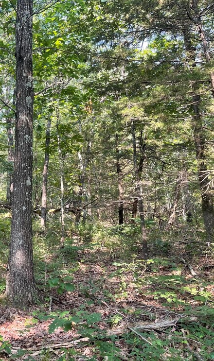 000 Spur, Seligman, MO 65745