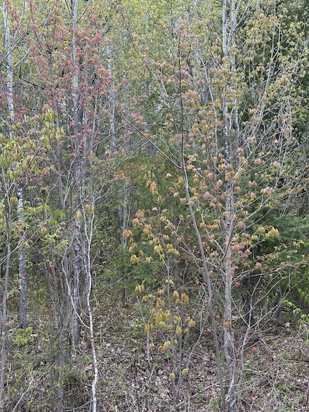 NEAR Camp 9 Rd Unit 4093-D, Minocqua, WI 54548