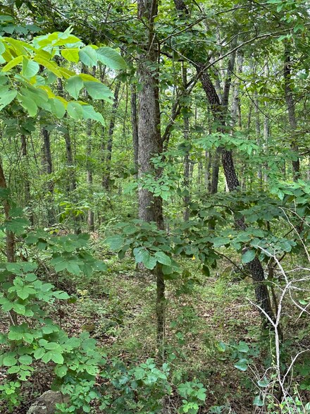 5 acres Steep Rd, Locust Grove, AR 72550
