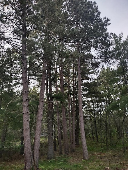 1XXX Lynx Rd, Barnes, WI 54873
