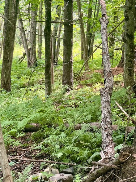 Lot 1-3 Hill St, Montpelier, VT 05602