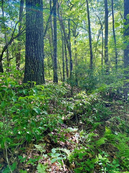 00 Deer Run - Lot 25, Robbinsville, NC 28771