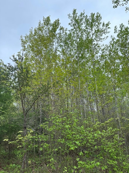 ON Burrows Lake Rd Unit Lot 5, Tomahawk, WI 54487