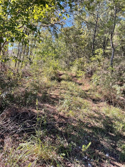 0000 Farm To Market Road 2090, Splendora, TX 77373