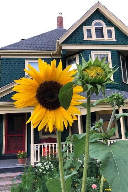 285 Tremont St, Newton, MA 02458