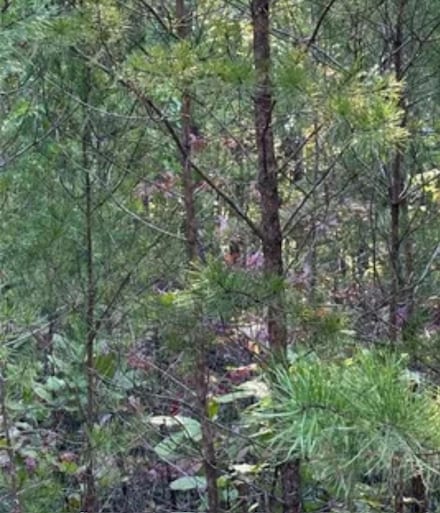 18 Skyline Dr, Braswell, GA 30153