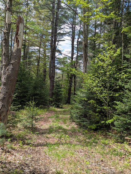 Lot #5 County Route 60, Rainbow Lake, NY 12976