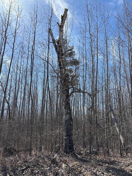 TBD Lamon Rd NE, Turtle River Township, MN 56601