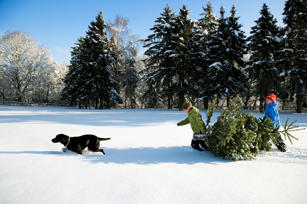 Selecting the holiday tree is an annual tradition for many families. (Getty Images)