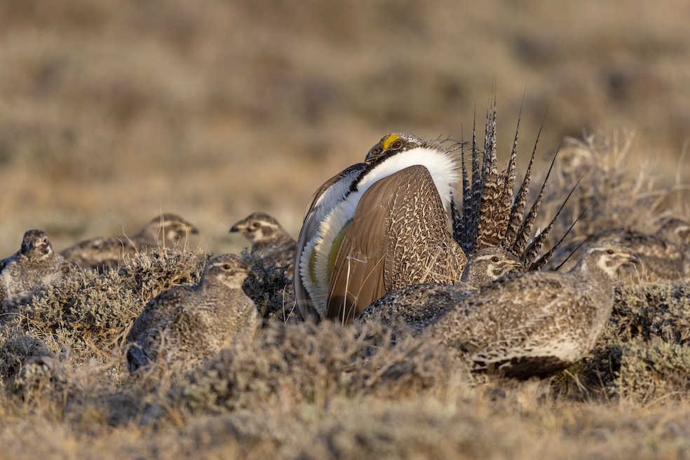 A male sage-grouse sits among females at Pathfinder Ranches in Alcova, Wyoming. (Noppadol Paothong)