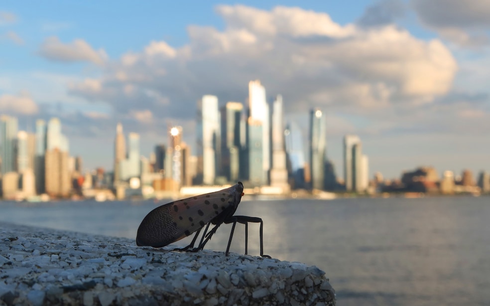 The spotted lanternfly looms large against the Manhattan skyline. The adults can hold onto a windshield going 50 mph, scientists say. (Getty Images)