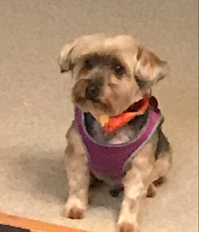 Agent Photo