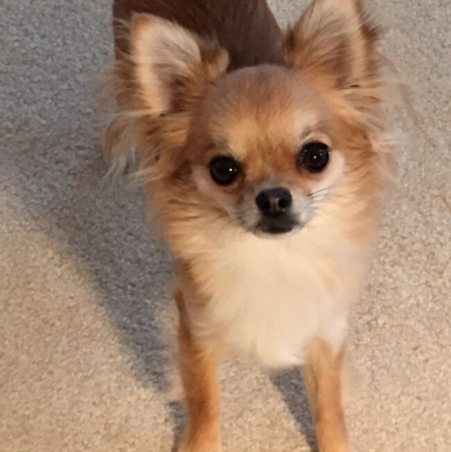 Agent Photo