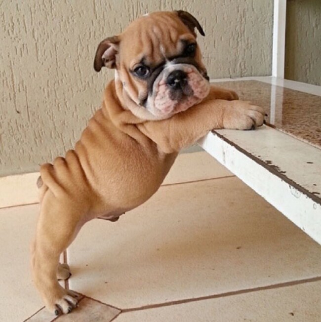 Agent Photo