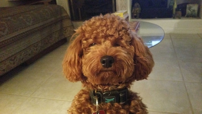 Agent Photo