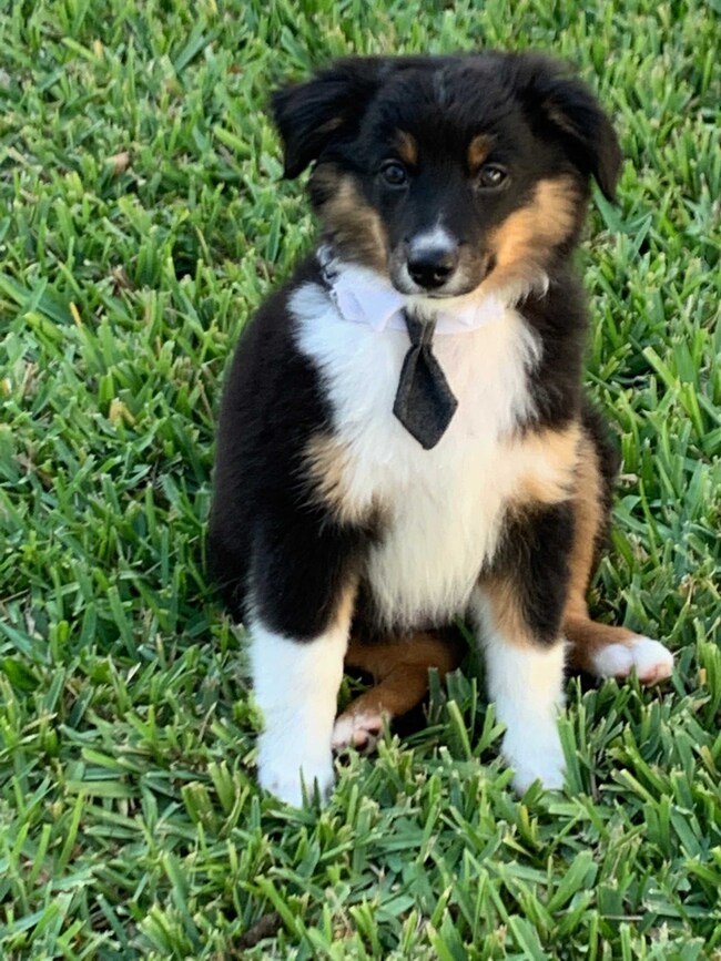 Agent Photo