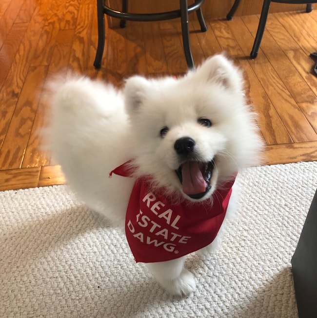 Agent Photo