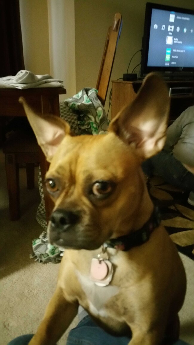 Agent Photo