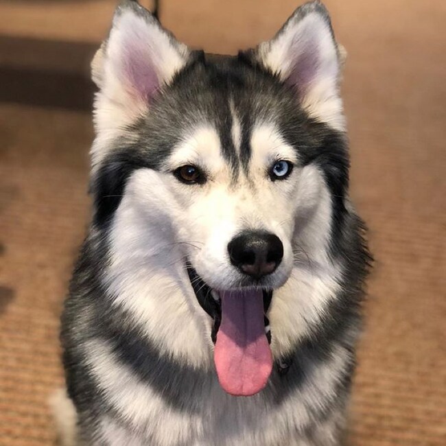 Agent Photo