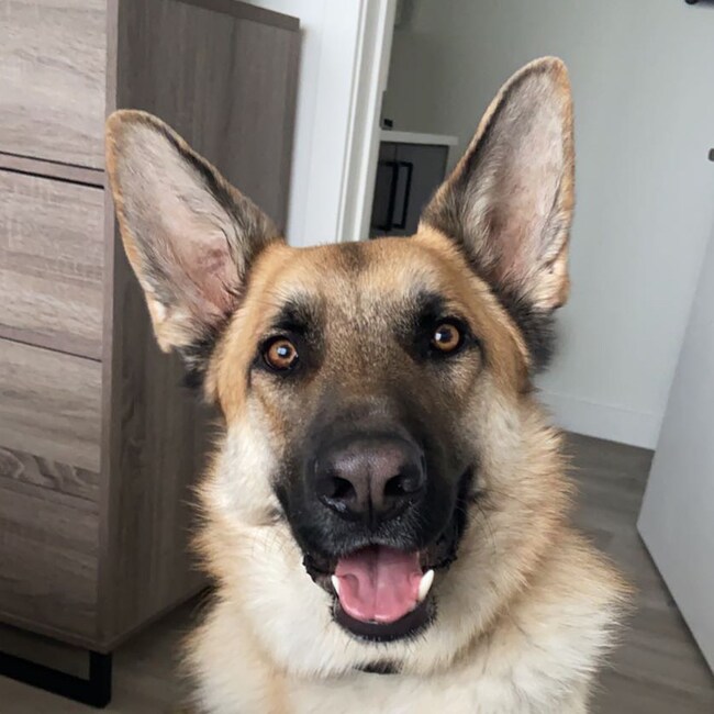 Agent Photo